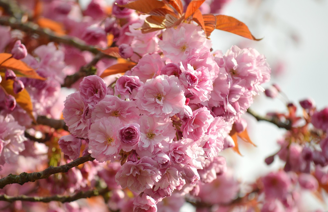 Weeping cherry tree in full bloom during spring with cascading pink flowers